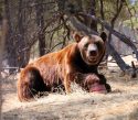 Bear Ben enjoying a treat—PAWs photo