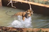 Tiger Bigelow playing in pool—PAWS photo