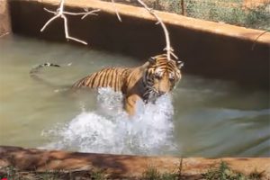 Tiger Bigelow playing in pool—PAWS photo