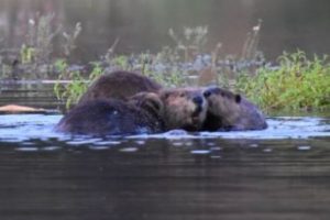 Released beavers in California—CDFW photo