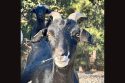 Black goat clearing invasive plants on Phoenix Lake, 2024—TUD photo