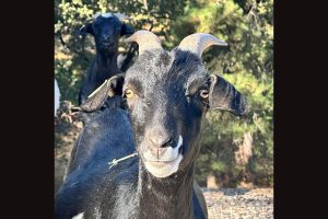 Black goat clearing invasive plants on Phoenix Lake, 2024—TUD photo