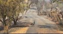 6-5 Fire in Chinese Camp—CAL Fire TCU photo