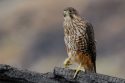 New Zealand Bird of the Year