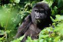 Uganda Mountain Gorillas
