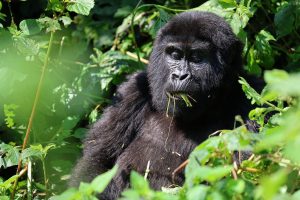 Uganda Mountain Gorillas
