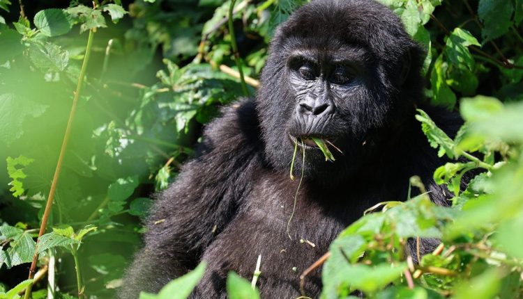 Uganda Mountain Gorillas
