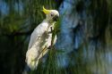 Hong Kong Cockatoo