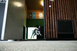 Italy Airport Dog Hotel