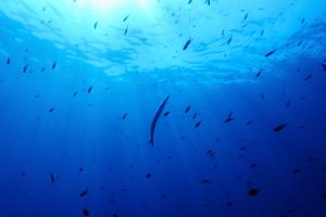 Climate High Seas Treaty
