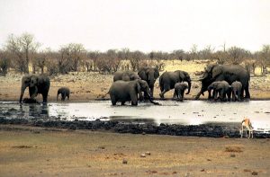 Namibia-Wildfire