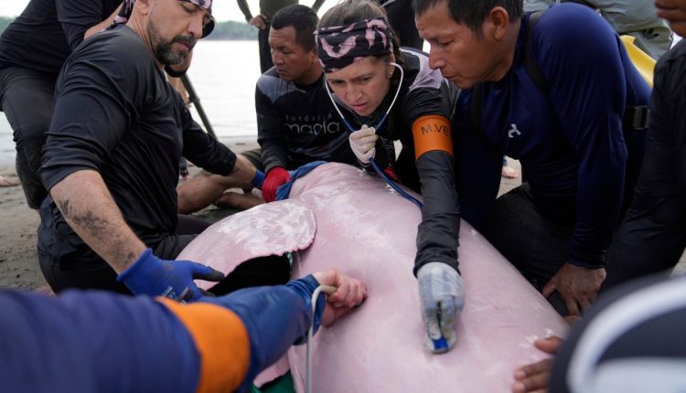 APTOPIX Colombia Amazon Dolphins Mercury
