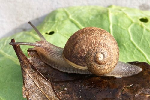New Zealand Rare Snail
