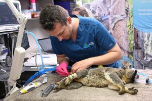 Australia Koala Vaccine