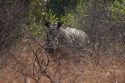 South Africa World Rhino Day