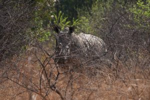 South Africa World Rhino Day