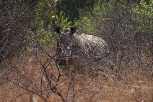 South Africa World Rhino Day