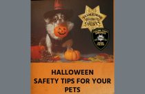 Halloween safety tips for pets graphic—TCSAC
