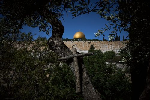 Mount of Olives Harvest Photo Gallery
