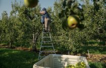 Climate Heat Farmworkers Pregnancy