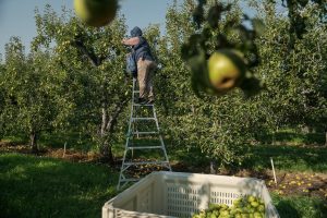 Climate Heat Farmworkers Pregnancy
