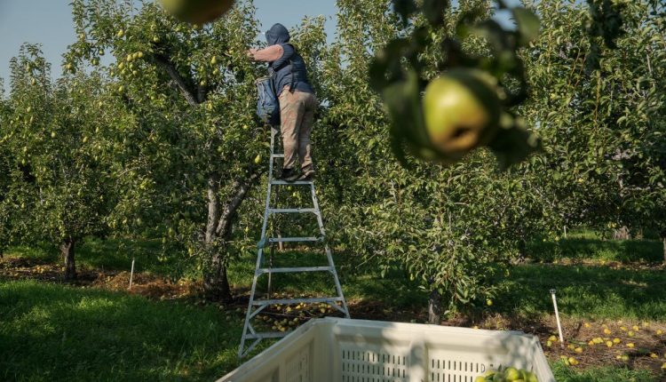 Climate Heat Farmworkers Pregnancy