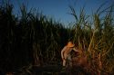 Climate Heat Farmworkers Study