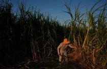 Climate Heat Farmworkers Study