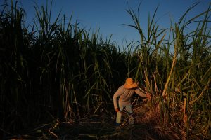 Climate Heat Farmworkers Study