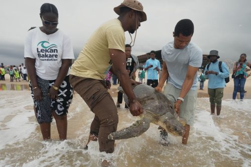 Nigeria Sea Turtle Released