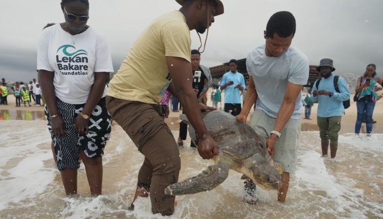 Nigeria Sea Turtle Released