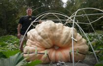 Giant Pumpkins