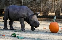 Rhino-Calf-Cleveland-Zoo