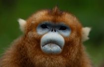 China Golden Monkeys