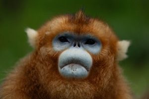China Golden Monkeys