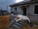 APTOPIX Russia Polar Bears Photo Gallery