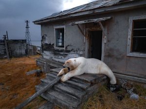 APTOPIX Russia Polar Bears Photo Gallery