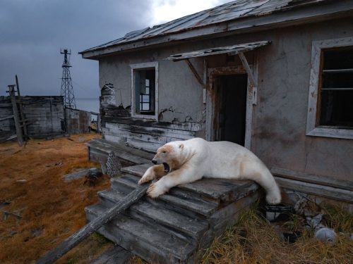 APTOPIX Russia Polar Bears Photo Gallery