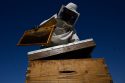 Greece Urban Beekeeping