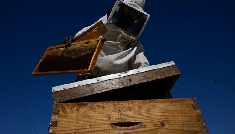 Greece Urban Beekeeping