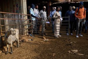 Spain Migrant Shepherds