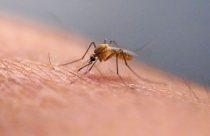 Chikungunya Explainer