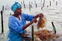 Tanzania Seaweed Farmers