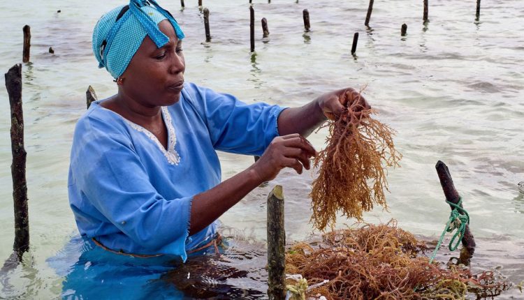 Tanzania Seaweed Farmers