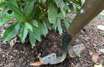 Gardening-Transplanting Shrubs