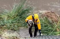 Dog Rescued-California Flooding