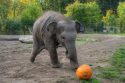 Zoo Elephant Pumpkin Smash