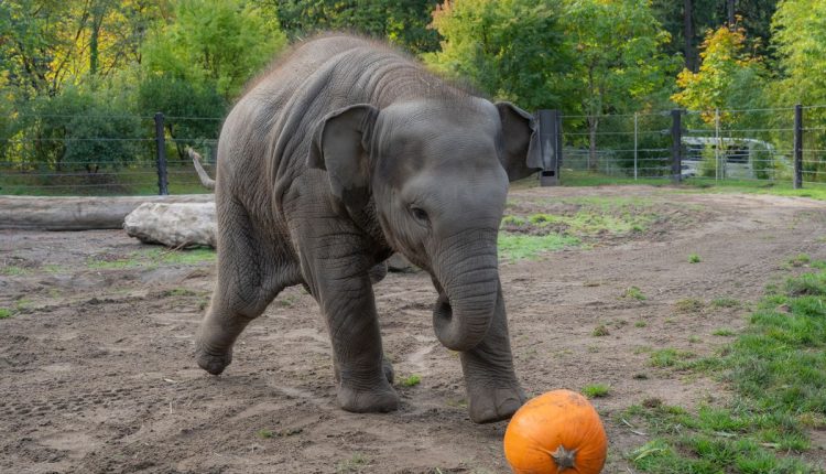 Zoo Elephant Pumpkin Smash