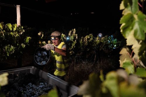 Climate Portugal Night Wine Harvest