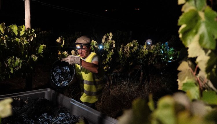 Climate Portugal Night Wine Harvest